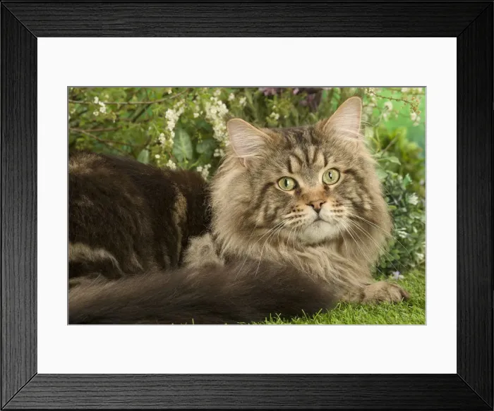 Framed Print : Picture No. 12478934 Framed Print : Picture No. 12478934