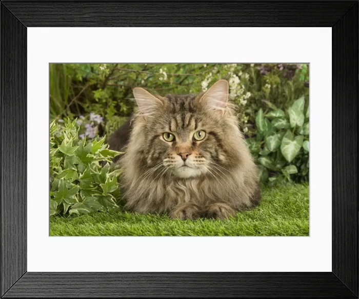 Framed Print : Picture No. 12478935 Framed Print : Picture No. 12478935