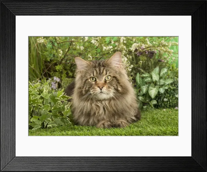 Framed Print : Picture No. 12478936 Framed Print : Picture No. 12478936