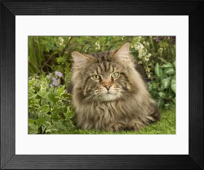 Framed Print : Picture No. 12478937 Framed Print : Picture No. 12478937