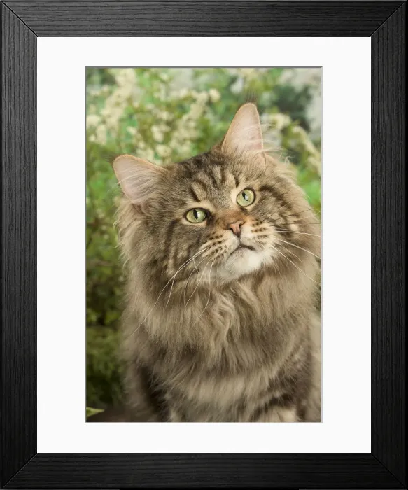 Framed Print : Picture No. 12478938 Framed Print : Picture No. 12478938