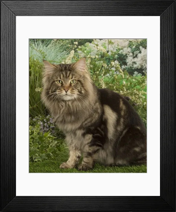 Framed Print : Picture No. 12478939 Framed Print : Picture No. 12478939