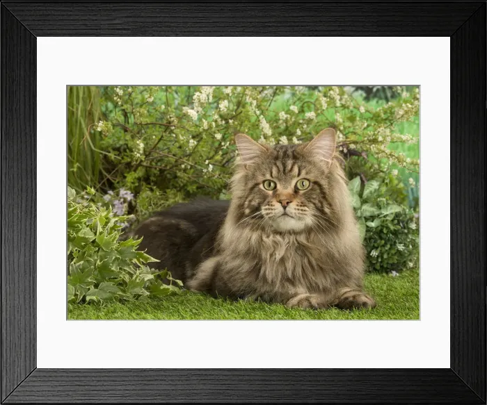 Framed Print : Picture No. 12478940 Framed Print : Picture No. 12478940