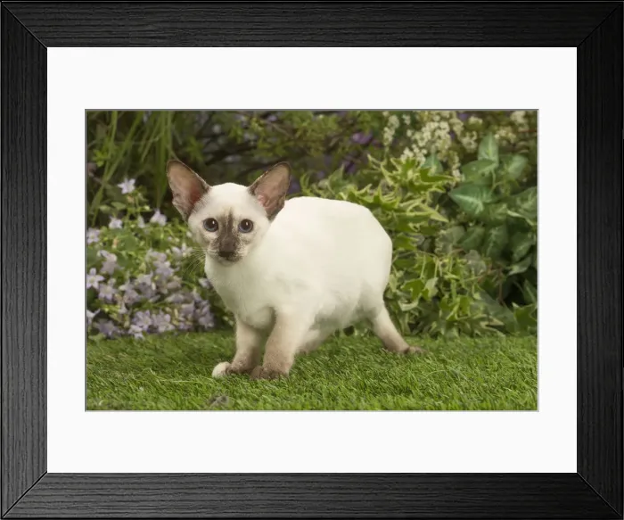 Framed Print : Picture No. 12478941 Framed Print : Picture No. 12478941