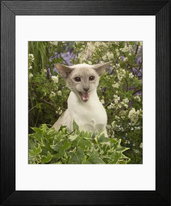 Framed Print : Picture No. 12478946 Framed Print : Picture No. 12478946
