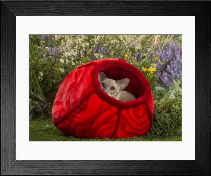 Framed Print : Picture No. 12478948 Framed Print : Picture No. 12478948