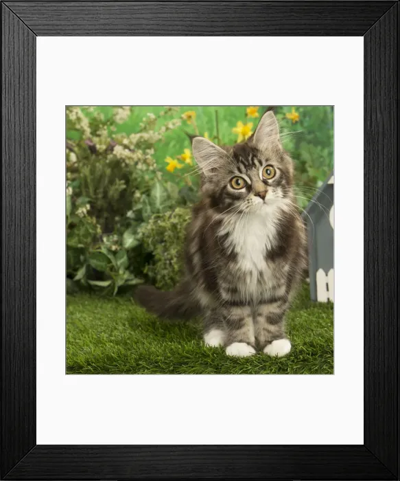 Framed Print : Picture No. 12478949 Framed Print : Picture No. 12478949