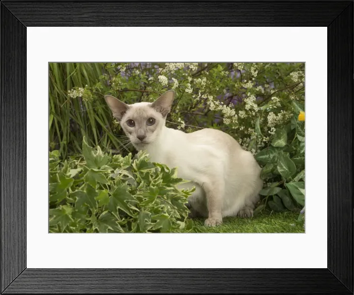 Framed Print : Picture No. 12478947 Framed Print : Picture No. 12478947