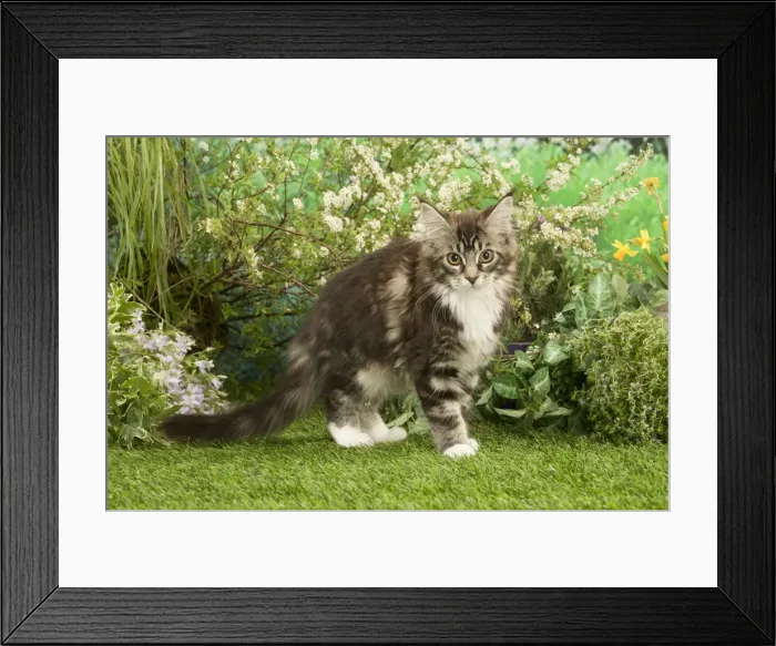 Framed Print : Picture No. 12478950 Framed Print : Picture No. 12478950