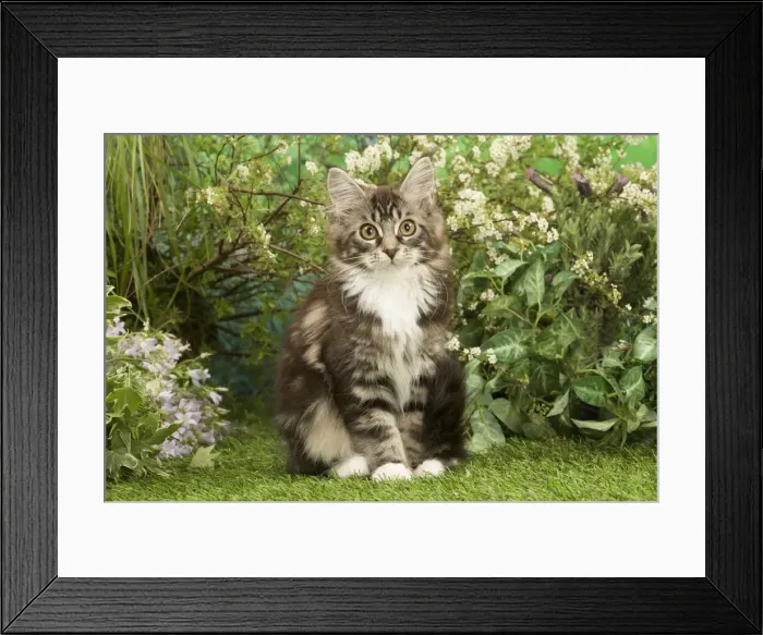 Framed Print : Picture No. 12478951 Framed Print : Picture No. 12478951