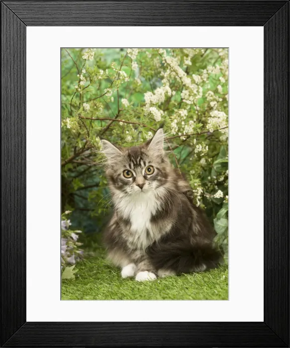 Framed Print : Picture No. 12478952 Framed Print : Picture No. 12478952