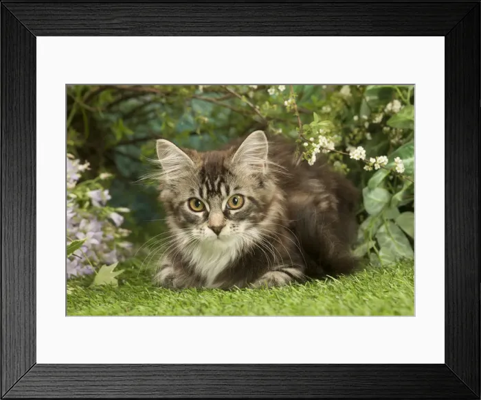 Framed Print : Picture No. 12478953 Framed Print : Picture No. 12478953