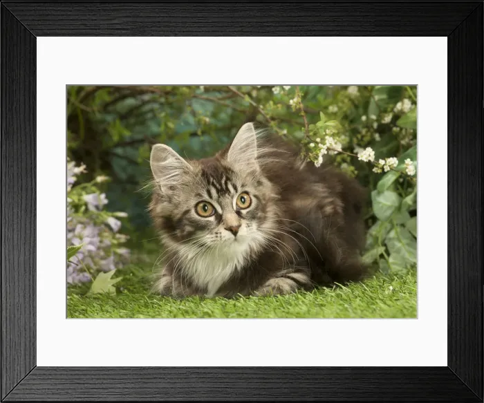 Framed Print : Picture No. 12478954 Framed Print : Picture No. 12478954