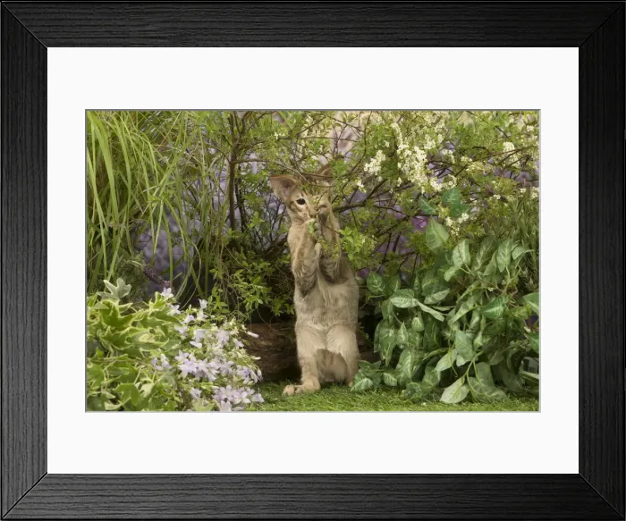 Framed Print : Picture No. 12478957 Framed Print : Picture No. 12478957