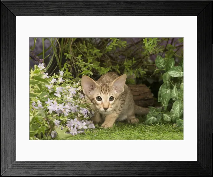 Framed Print : Picture No. 12478958 Framed Print : Picture No. 12478958