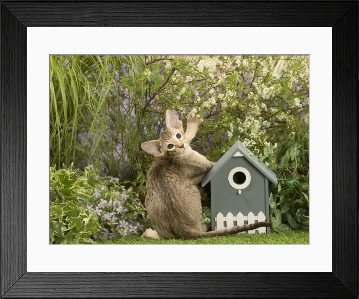 Framed Print : Picture No. 12478961 Framed Print : Picture No. 12478961