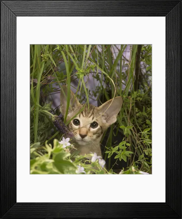 Framed Print : Picture No. 12478963 Framed Print : Picture No. 12478963