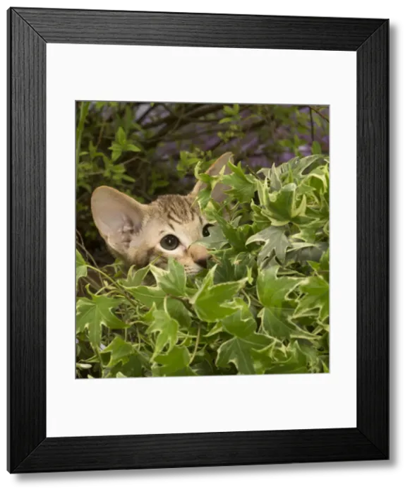 Framed Print : Picture No. 12478964 Framed Print : Picture No. 12478964