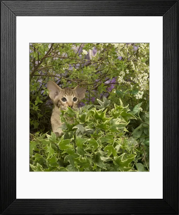 Framed Print : Picture No. 12478966 Framed Print : Picture No. 12478966