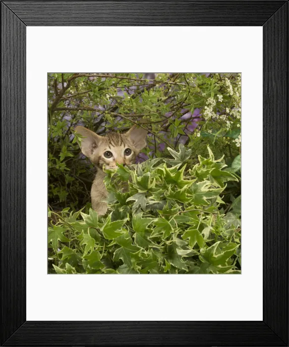 Framed Print : Picture No. 12478967 Framed Print : Picture No. 12478967