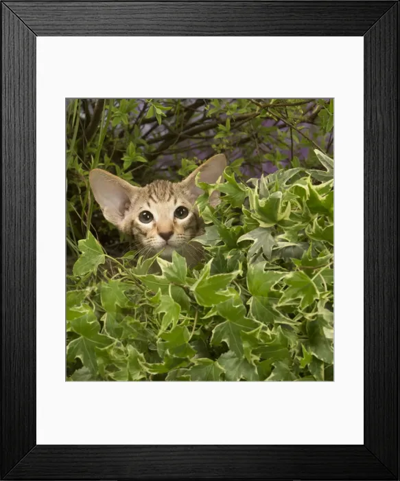 Framed Print : Picture No. 12478965 Framed Print : Picture No. 12478965