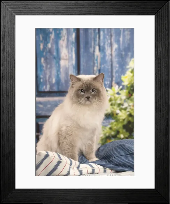 Framed Print : Picture No. 12478968 Framed Print : Picture No. 12478968