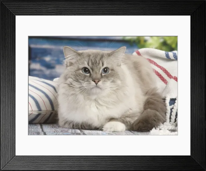 Framed Print : Picture No. 12478971 Framed Print : Picture No. 12478971