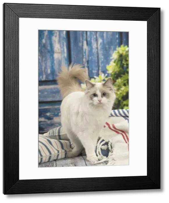 Framed Print : Picture No. 12478972 Framed Print : Picture No. 12478972