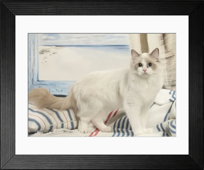 Framed Print : Picture No. 12478973 Framed Print : Picture No. 12478973