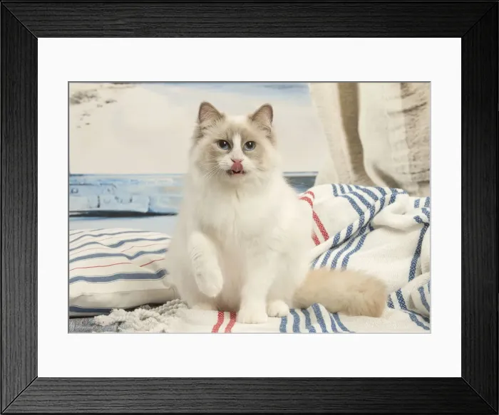 Framed Print : Picture No. 12478975 Framed Print : Picture No. 12478975