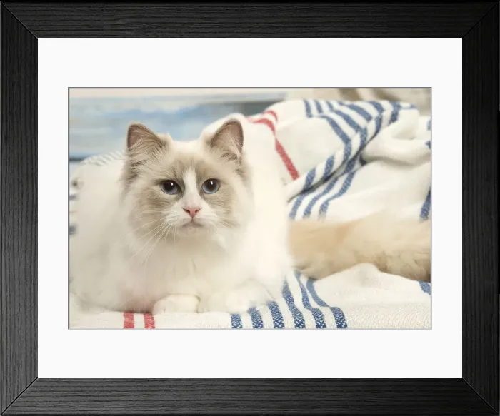 Framed Print : Picture No. 12478974 Framed Print : Picture No. 12478974