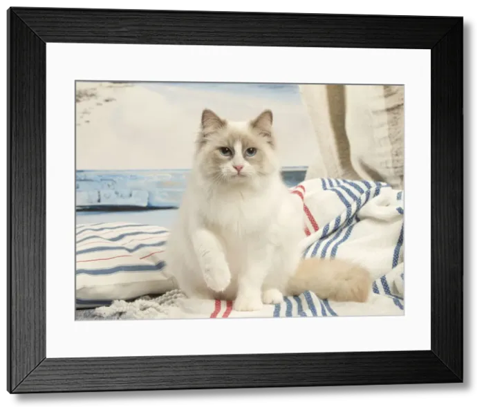 Framed Print : Picture No. 12478976 Framed Print : Picture No. 12478976