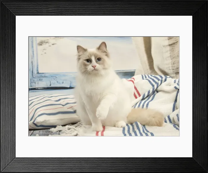 Framed Print : Picture No. 12478977 Framed Print : Picture No. 12478977