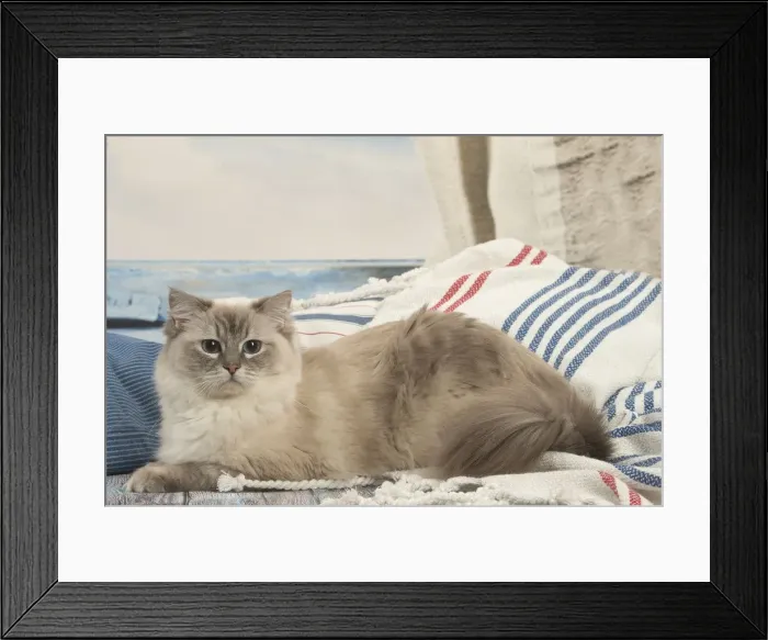 Framed Print : Picture No. 12478979 Framed Print : Picture No. 12478979