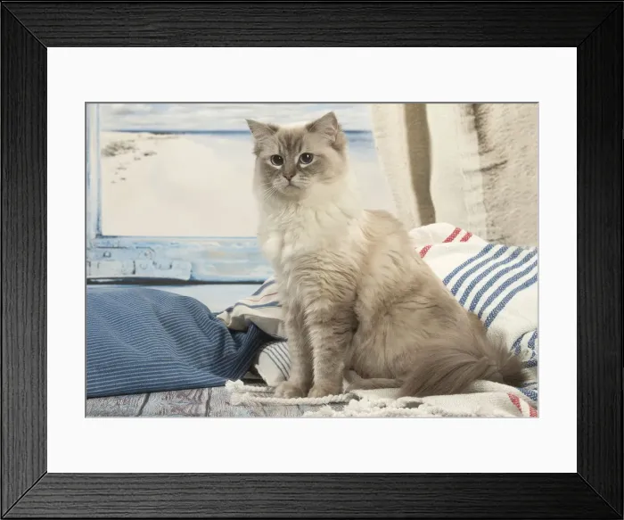 Framed Print : Picture No. 12478980