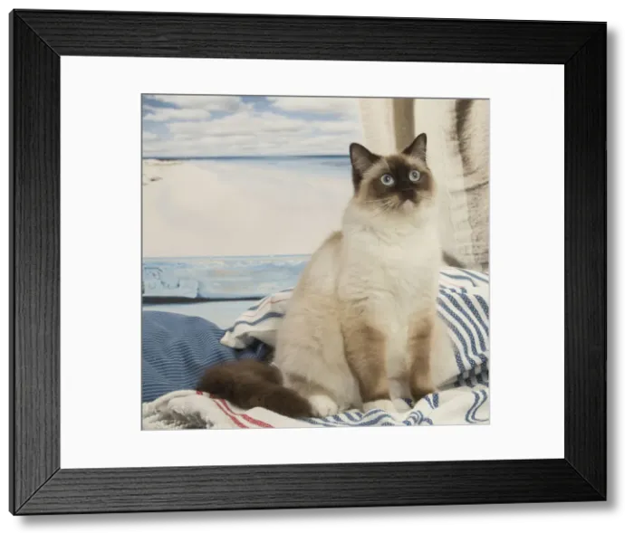Framed Print : Picture No. 12478981 Framed Print : Picture No. 12478981