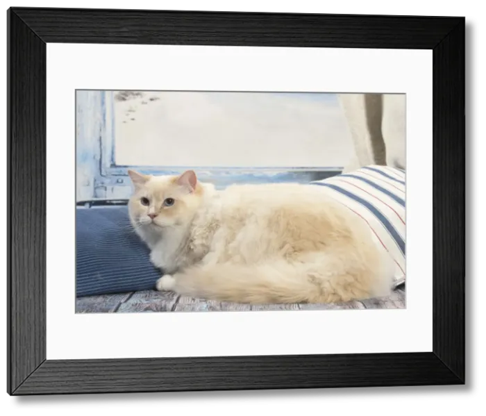 Framed Print : Picture No. 12478983 Framed Print : Picture No. 12478983