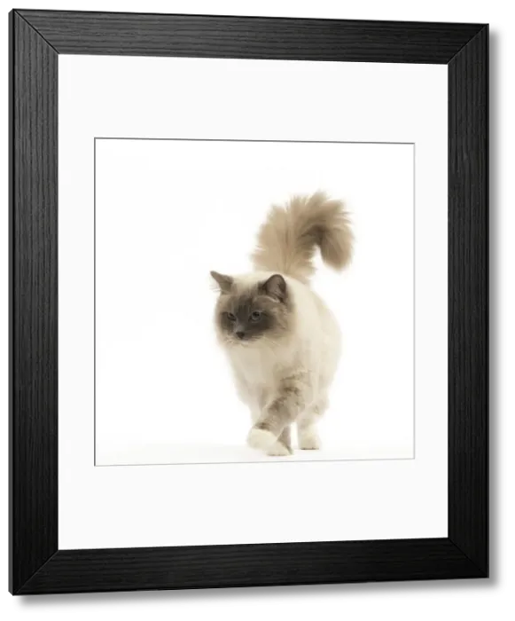 Framed Print : Picture No. 12478986 Framed Print : Picture No. 12478986