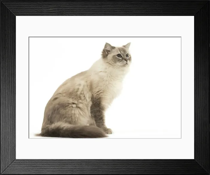 Framed Print : Picture No. 12478987