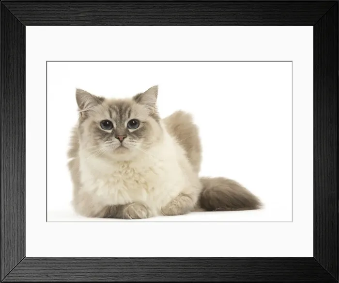 Framed Print : Picture No. 12478988 Framed Print : Picture No. 12478988