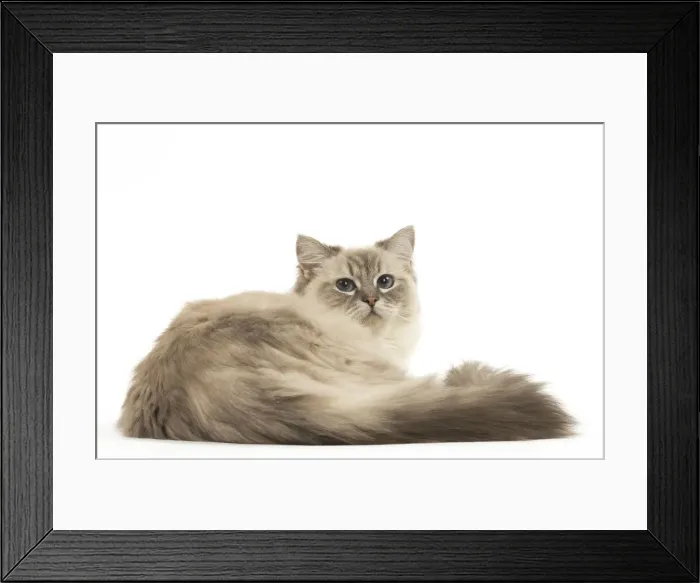 Framed Print : Picture No. 12478989