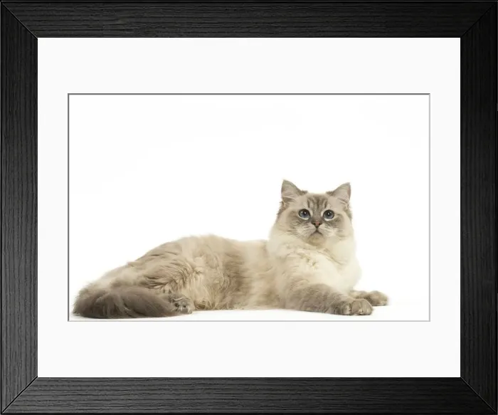 Framed Print : Picture No. 12478990 Framed Print : Picture No. 12478990