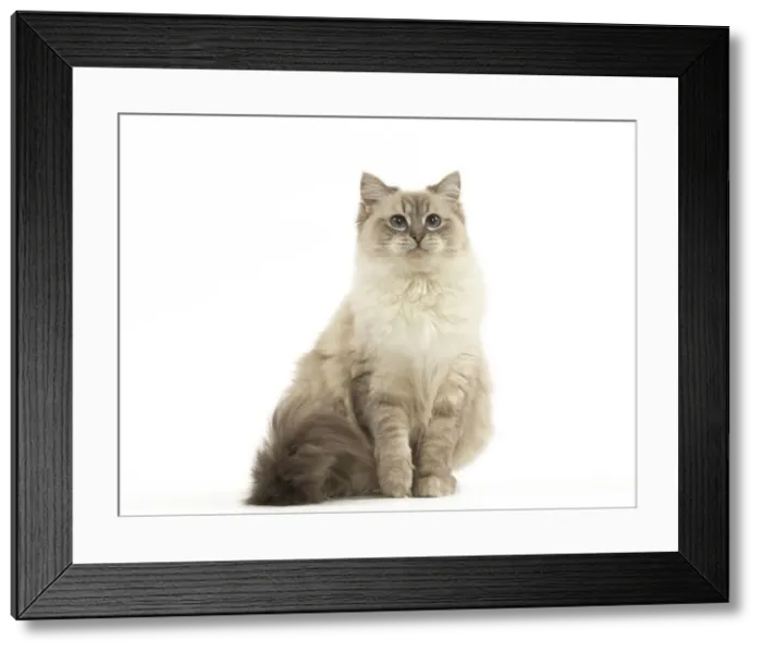 Framed Print : Picture No. 12478991 Framed Print : Picture No. 12478991