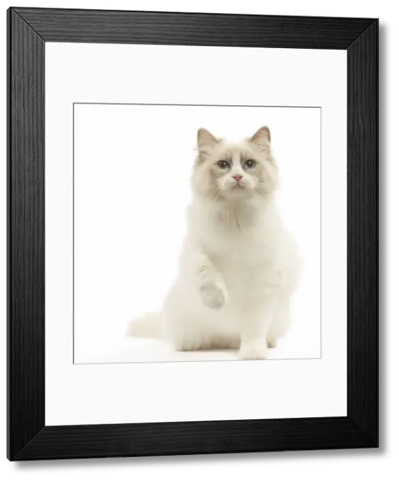 Framed Print : Picture No. 12478994 Framed Print : Picture No. 12478994