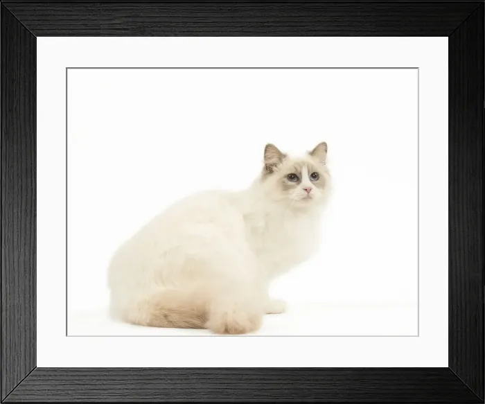 Framed Print : Picture No. 12478992 Framed Print : Picture No. 12478992