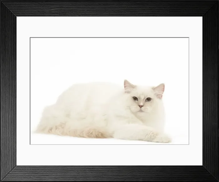 Framed Print : Picture No. 12478997 Framed Print : Picture No. 12478997
