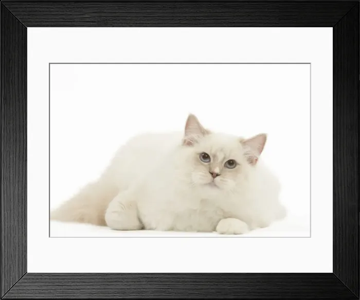 Framed Print : Picture No. 12478998