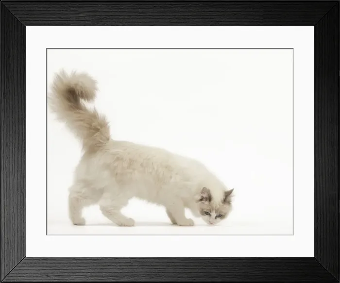 Framed Print : Picture No. 12478996 Framed Print : Picture No. 12478996