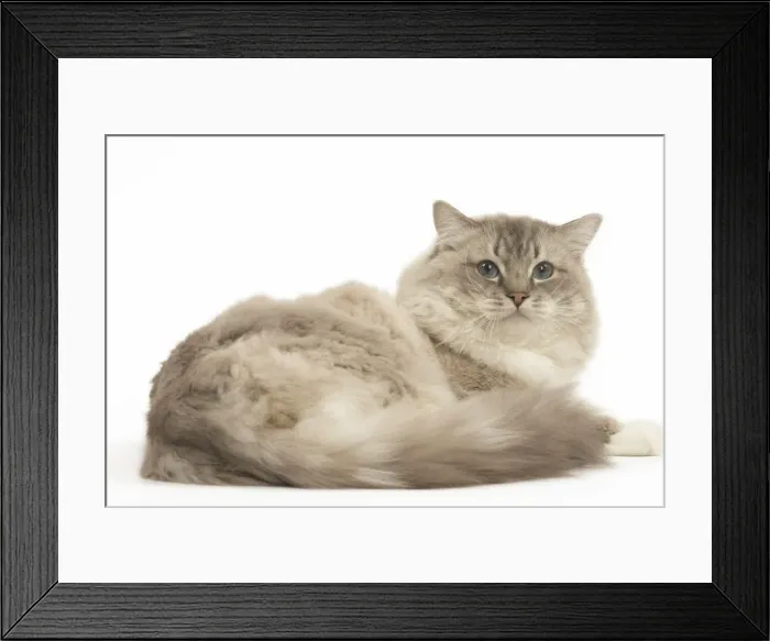 Framed Print : Picture No. 12479000 Framed Print : Picture No. 12479000