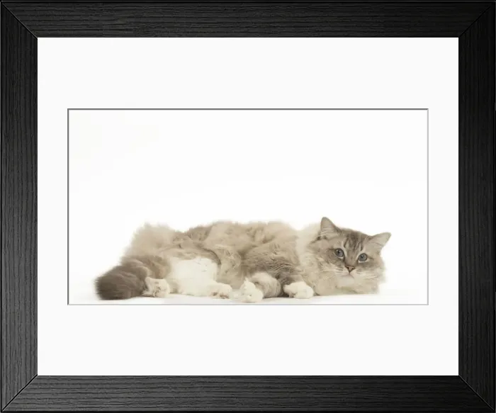 Framed Print : Picture No. 12479001 Framed Print : Picture No. 12479001
